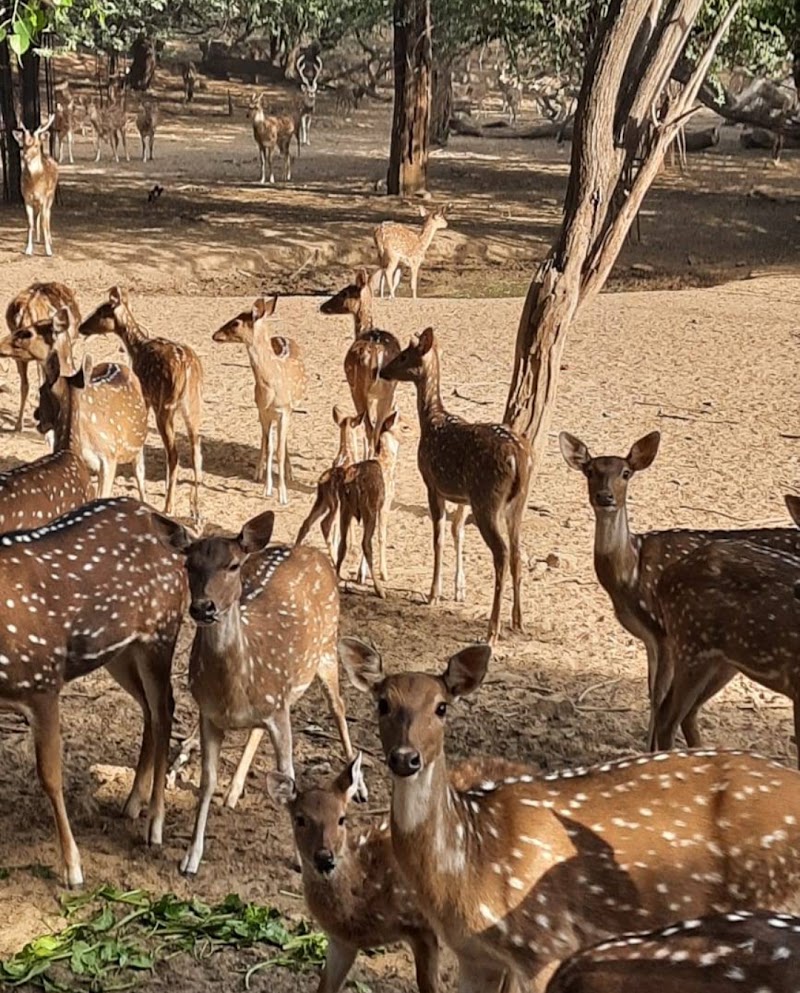 Deer Park