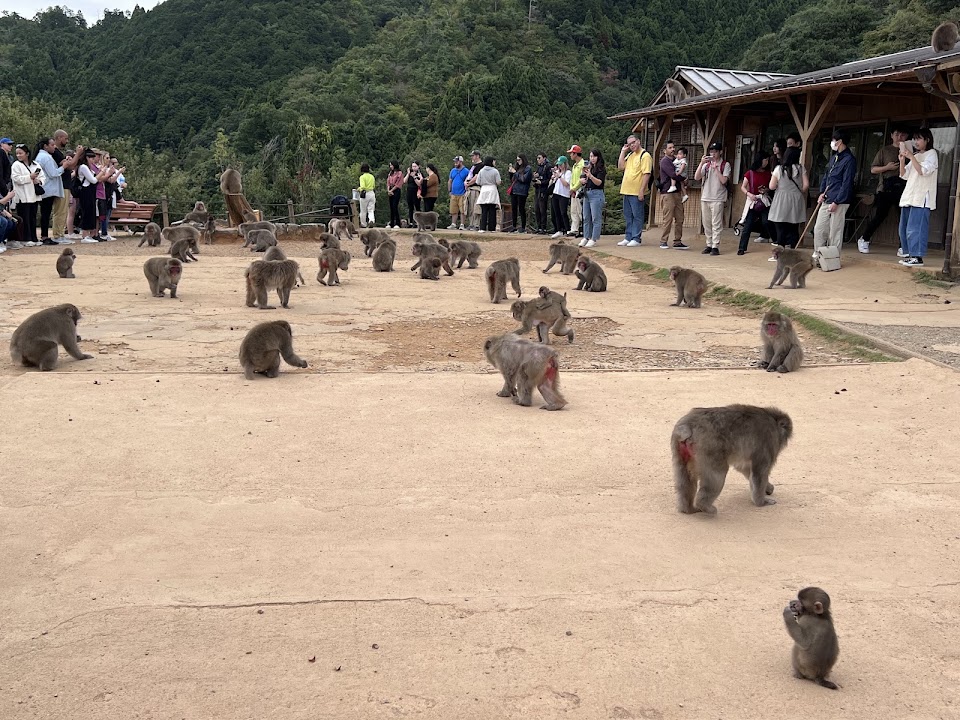 Arashiyama Monkey Park Iwatayama