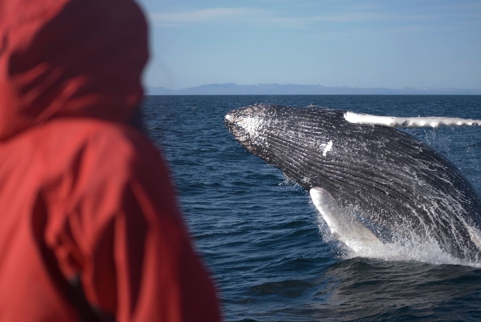 Old Harbour Whale Watching