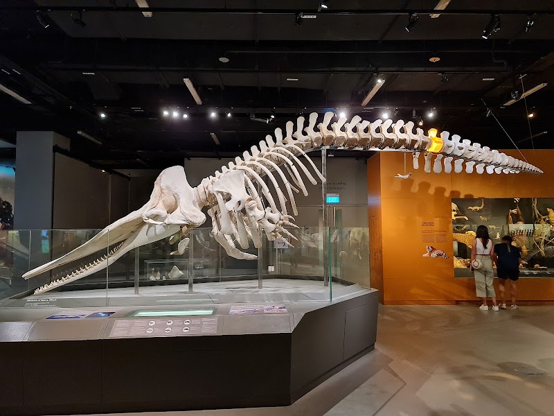 Lee Kong Chian Natural History Museum