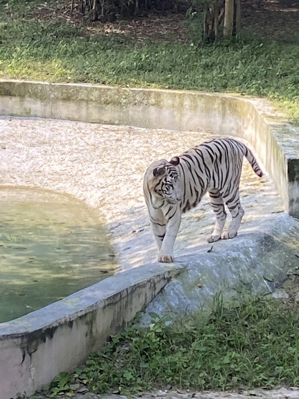 Delhi Zoo (National Zoological Park) with Kids: Honest Family Review